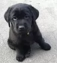ラブラドールレトリバー【北海道・女の子・2025年8月24日・ブラック】の写真14