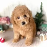 トイプードル(トイ)【鹿児島県・女の子・2025年9月19日・オレンジ・フォーン(アプリコット)】の写真2