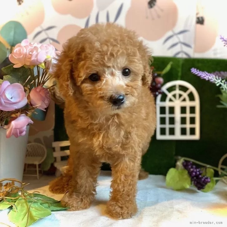 トイプードル(トイ)【鹿児島県・女の子・2025年9月19日・オレンジ・フォーン(アプリコット)】の写真1「とびっきりのモコモコ感！！可愛いお顔、しっかりと受け継いでいます♡」