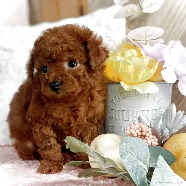 ID:2503-06689の子犬