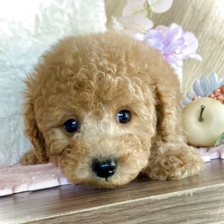 ID：2504-02504の子犬