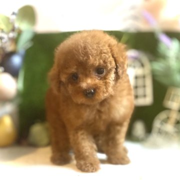 トイプードル(タイニー)【鹿児島県・女の子・2025年9月15日・レッド】の写真「艶やか柔らか美しい被毛が自慢の女の子♡」