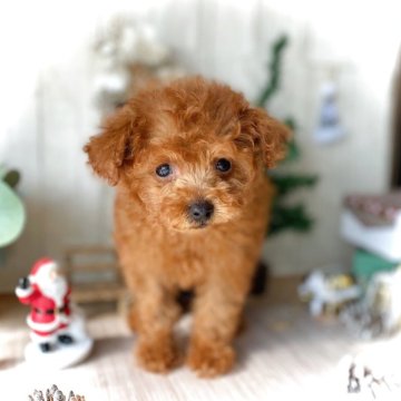 トイプードル(ティーカップ)【鹿児島県・女の子・2025年9月15日・レッド】の写真「コロコロ元気な妖精さん♬ティー予想の女の子です✨」