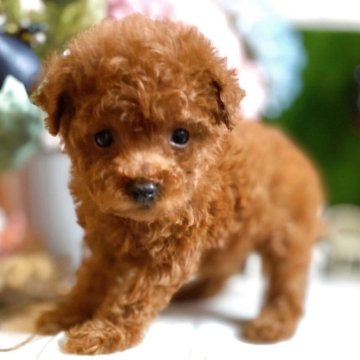 トイプードル(ティーカップ)【鹿児島県・女の子・2025年9月15日・レッド】の写真「コロコロ元気な妖精さん♬ティー予想の女の子です✨」