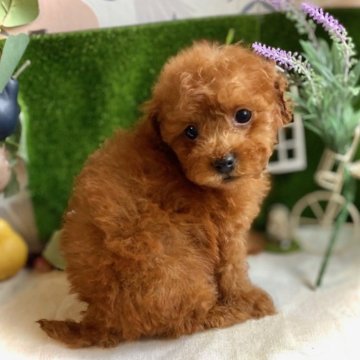 トイプードル(タイニー)【鹿児島県・男の子・2025年9月15日・レッド】の写真「やさしいお顔の癒し系男子♡初めてのわんこにも🍀」