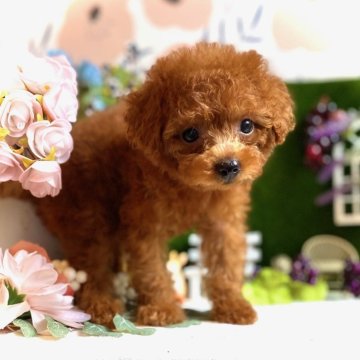 トイプードル(タイニー)【鹿児島県・女の子・2025年7月29日・レッド】の写真「クリクリお目目の美人さん💖毛質毛量抜群のお嬢様✨」