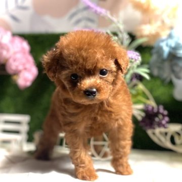 タイニープードル【鹿児島県・女の子・2025年7月29日・レッド】の写真「クリクリお目目の美人さん💖毛質毛量抜群のお嬢様✨」