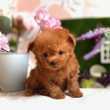 トイプードル(ティーカップ)【鹿児島県・男の子・2025年7月29日・レッド】の写真「まるで妖精✨わんぱくティーカップくん」