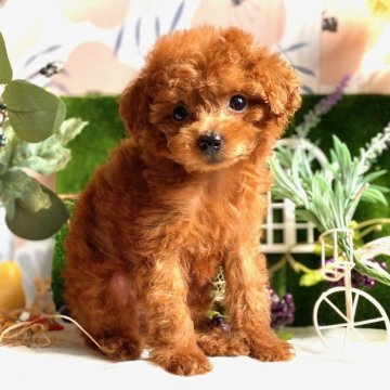 トイプードル(タイニー)【鹿児島県・女の子・2025年7月29日・レッド】の写真「クリクリお目目の美人さん💖毛質毛量抜群のお嬢様✨」