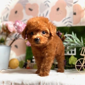 トイプードル(タイニー)【鹿児島県・女の子・2025年7月29日・レッド】の写真「クリクリお目目の美人さん💖毛質毛量抜群のお嬢様✨」