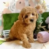 トイプードル(トイ)