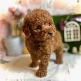 トイプードル(トイ)