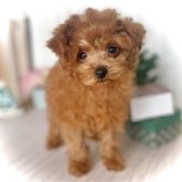 トイプードル(ティーカップ)