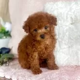 タイニープードル【鹿児島県・女の子・2025年2月17日・レッド】の写真1