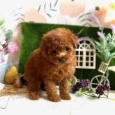 トイプードル(タイニー)