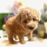 トイプードル(トイ)