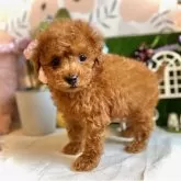 タイニープードル