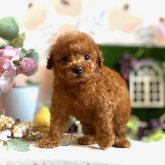 トイプードル(タイニー)