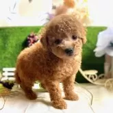 トイプードル(トイ)