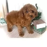 トイプードル(トイ)