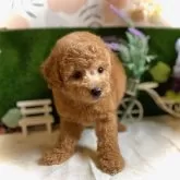 トイプードル(トイ)【鹿児島県・女の子・2025年9月19日・オレンジ・フォーン(アプリコット)】の写真5