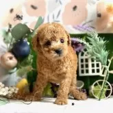 トイプードル(トイ)【鹿児島県・女の子・2025年9月19日・オレンジ・フォーン(アプリコット)】の写真15