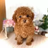 タイニープードル【鹿児島県・女の子・2025年9月23日・レッド】の写真3