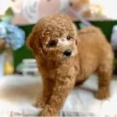 トイプードル(トイ)【鹿児島県・女の子・2025年9月19日・オレンジ・フォーン(アプリコット)】の写真6