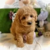 トイプードル(トイ)【鹿児島県・女の子・2025年9月19日・オレンジ・フォーン(アプリコット)】の写真9