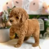 トイプードル(トイ)【鹿児島県・女の子・2025年9月19日・オレンジ・フォーン(アプリコット)】の写真4