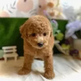 トイプードル(トイ)【鹿児島県・女の子・2025年9月19日・オレンジ・フォーン(アプリコット)】の写真8