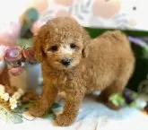 トイプードル(トイ)【鹿児島県・女の子・2025年9月19日・オレンジ・フォーン(アプリコット)】の写真3