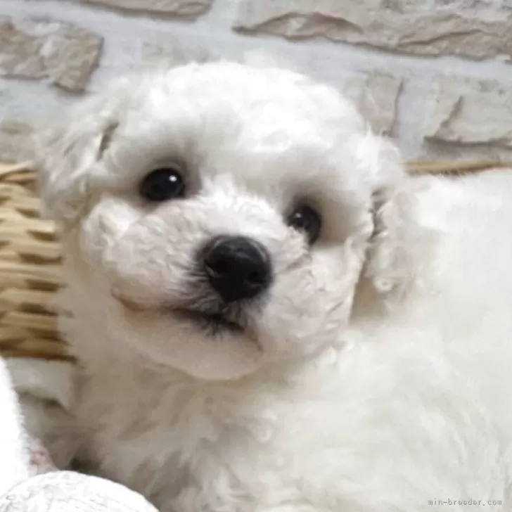ID:2507-09433の子犬