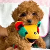 タイニープードル【福岡県・男の子・2025年3月26日・レッド】の写真4「🧸さんと一緒📸」