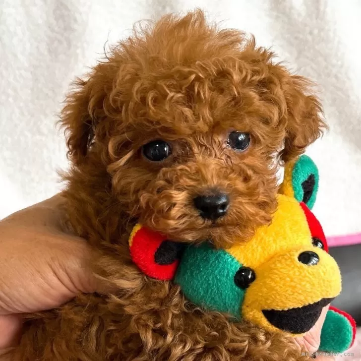 ID：2504-06165の子犬