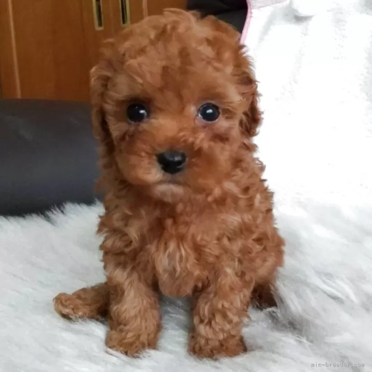 ID:2504-07283の子犬