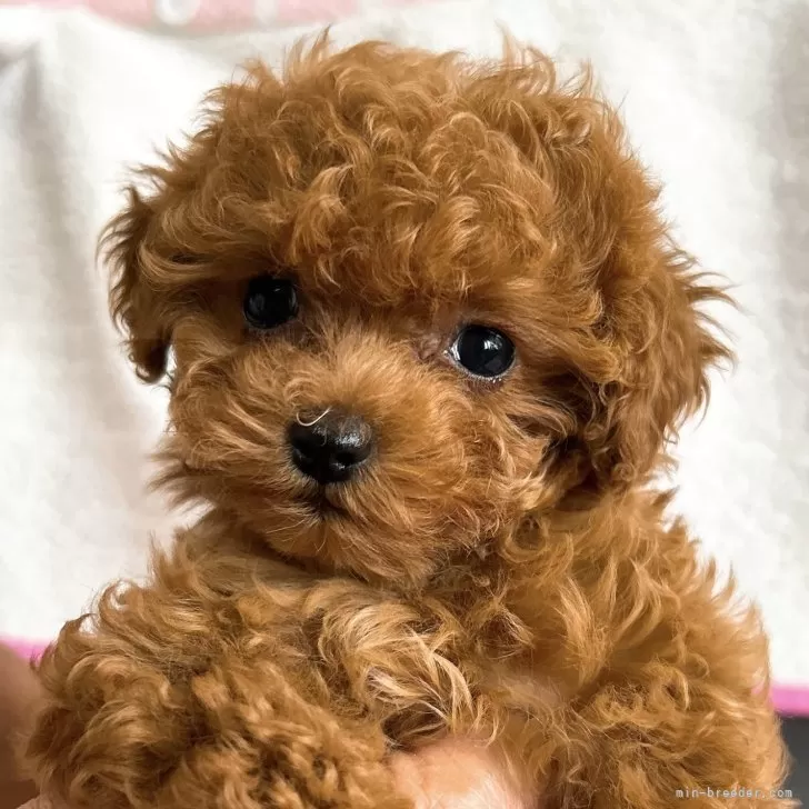ID:2504-07286の子犬