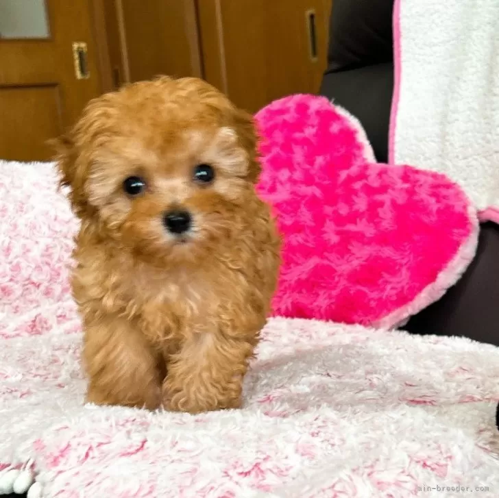 H.M 様のお迎えした子犬