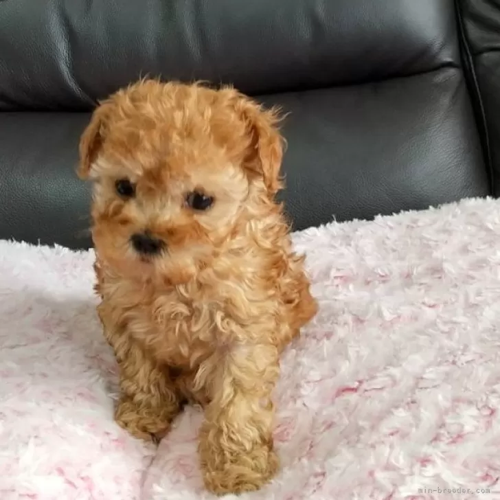 ID：2501-05707の子犬