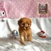 ティーカッププードル