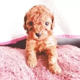 タイニープードル【福岡県・男の子・2025年3月26日・レッド】の写真14