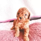 タイニープードル【福岡県・男の子・2025年3月26日・レッド】の写真15