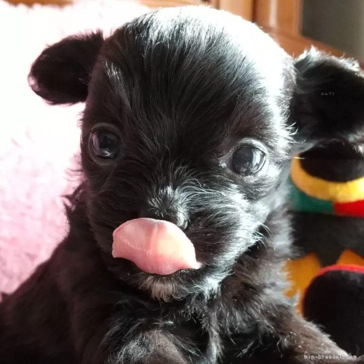 ID：2402-06601の子犬