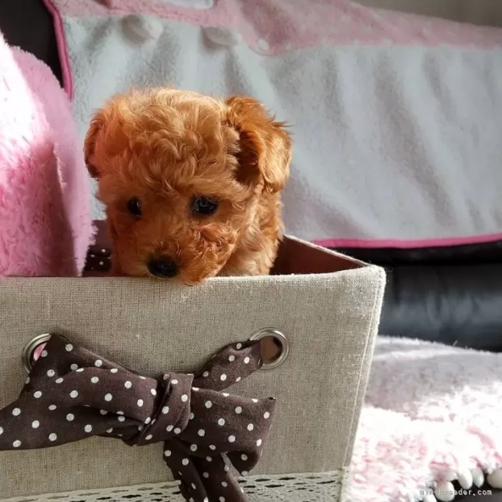 ID：2312-06908の子犬