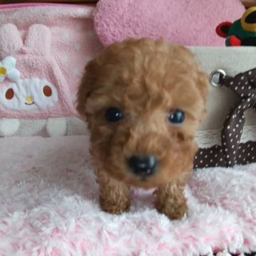 トイプードル(タイニー)【福岡県・女の子・2024年8月6日・レッド】の写真「SALE🉐愛嬌があり人懐っこくて可愛い女の子💓」