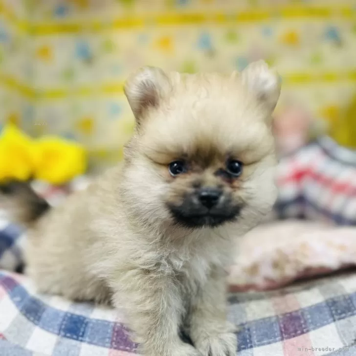 ID:2503-02593の子犬