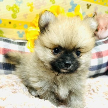 ポメラニアン【山形県・男の子・2025年1月17日・オレンジ】の写真「コロコロと小ぶりでして可愛い子です」