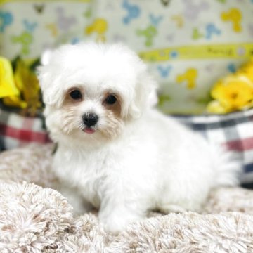 マルチーズ【山形県・女の子・2025年4月15日・ホワイト】の写真「明るく可愛い子です」