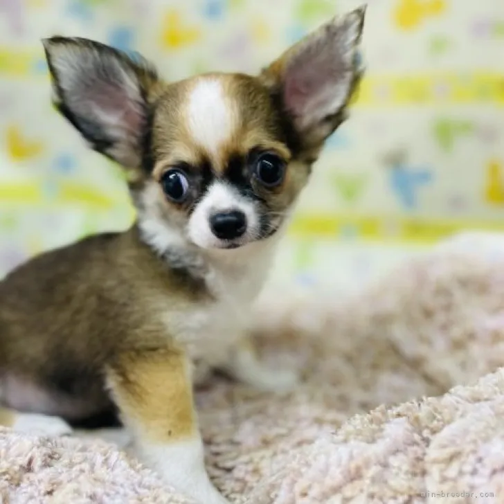 ID:2308-03392の子犬