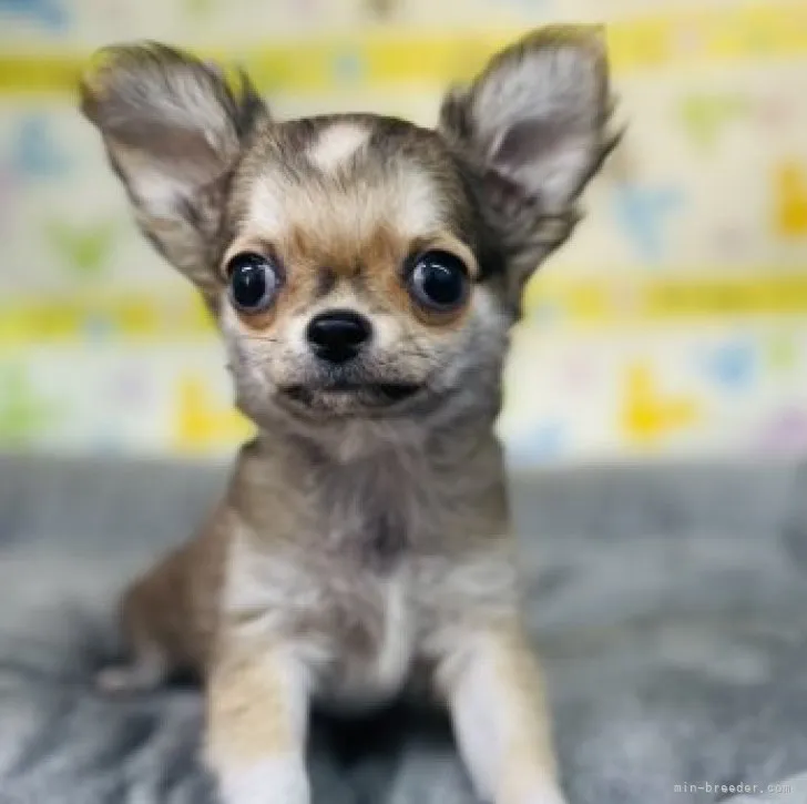 ID：2301-03679の子犬